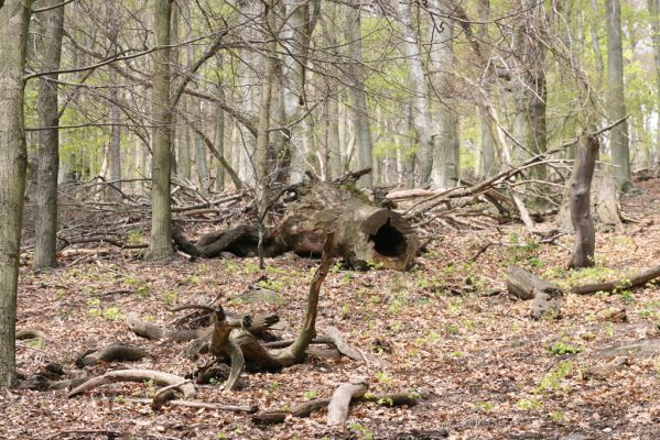 Horní Jiřetín, 24.4.2015
Jezeří, Jánský vrch.
Klíčová slova: Horní Jiřetín Jezeří Jánský vrch