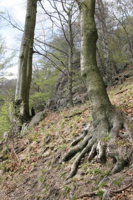 Horní Jiřetín, 24.4.2015
Jezeří, Jánský vrch.
Klíčová slova: Horní Jiřetín Jezeří Jánský vrch