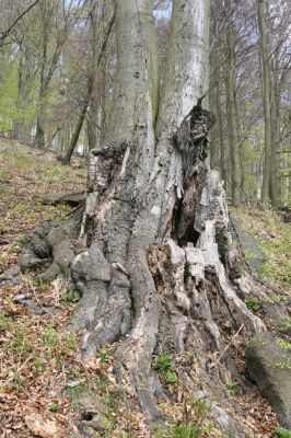 Horní Jiřetín, 24.4.2015
Jezeří, Jánský vrch.
Klíčová slova: Horní Jiřetín Jezeří Jánský vrch Gnorimus variabilis