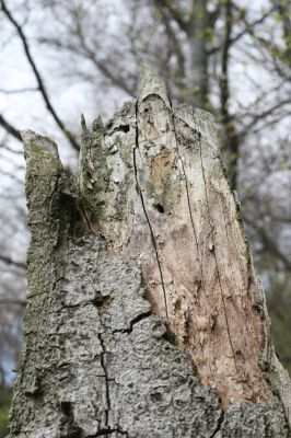 Horní Jiřetín, 24.4.2015
Jezeří, Jánský vrch.
Schlüsselwörter: Horní Jiřetín Jezeří Jánský vrch