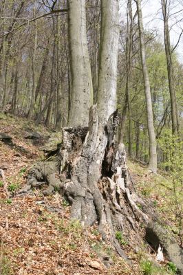 Horní Jiřetín, 24.4.2015
Jezeří, Jánský vrch.
Klíčová slova: Horní Jiřetín Jezeří Jánský vrch Gnorimus variabilis