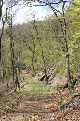 Horní Jiřetín, 24.4.2015
Jezeří, Jánský vrch. Cestou k Jezerce.
Schlüsselwörter: Horní Jiřetín Jezeří Jánský vrch