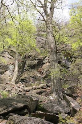 Horní Jiřetín, 24.4.2015
Jezeří, Jánský vrch.
Klíčová slova: Horní Jiřetín Jezeří Jánský vrch