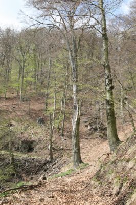 Horní Jiřetín, 24.4.2015
Jezeří, Jánský vrch. Cestou k Jezerce.
Klíčová slova: Horní Jiřetín Jezeří Jánský vrch