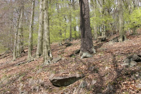 Horní Jiřetín, 24.4.2015
Jezeří, Jánský vrch.
Klíčová slova: Horní Jiřetín Jezeří Jánský vrch