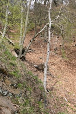 Horní Jiřetín, 24.4.2015
Jezeří, Jánský vrch.
Klíčová slova: Horní Jiřetín Jezeří Jánský vrch