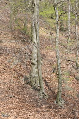 Horní Jiřetín, 24.4.2015
Jezeří, Jánský vrch.
Klíčová slova: Horní Jiřetín Jezeří Jánský vrch