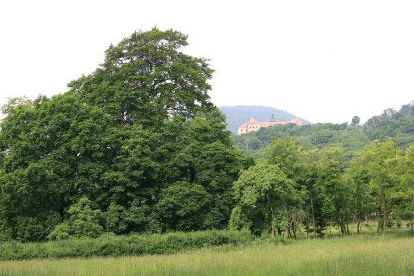 Horní Jiřetín, Jezeří, Jezeřské arboretum, 26.5.2008
Pohled z arboreta na zámek.
Mots-clés: Krušné hory Horní Jiřetín Jezeří Jezeřské arboretum