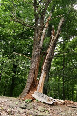 Horní Jiřetín, Jezeří, Jezeřské arboretum, 26.5.2008
Rozlomený kmen na hrázi rybníčku.
Klíčová slova: Krušné hory Horní Jiřetín Jezeří Jezeřské arboretum