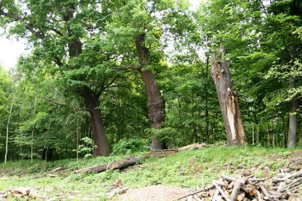 Horní Jiřetín, Jezeří, Jezeřské arboretum, 26.5.2008
Staré stromy u rybníčku.
Keywords: Krušné hory Horní Jiřetín Jezeří Jezeřské arboretum Ampedus rufipennis