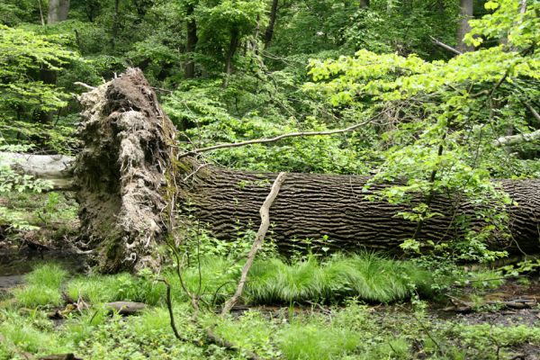 Horní Jiřetín, Jezeří, Jezeřské arboretum, 26.5.2008
Padlý dub.
Klíčová slova: Krušné hory Horní Jiřetín Jezeří Jezeřské arboretum