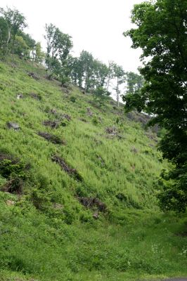 Horní Jiřetín, Jezeří, 26.5.2008
Les na jižním svahy údolí Šramnického potoka u zámku zpustošila vichřice.   
Mots-clés: Krušné hory Horní Jiřetín Jezeří Štamnický potok
