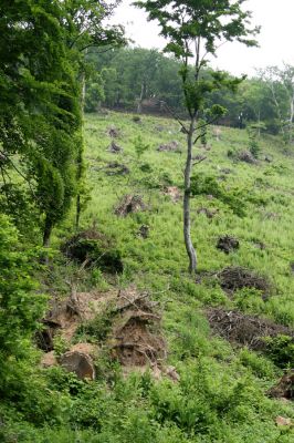 Horní Jiřetín, Jezeří, 26.5.2008
Les u zámku na jižním svahu údolí Šramnického potoka zničila vichřice.
Klíčová slova: Krušné hory Horní Jiřetín Jezeří Šramnický potok