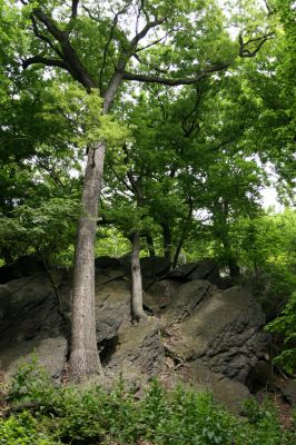 Horní Jiřetín, Jezeří, Jánský vrch, 26.5.2008
Suťový les na jihovýchodním svahu Jánského vrchu.
Klíčová slova: Krušné hory Horní Jiřetín Jezeří Jánský vrch