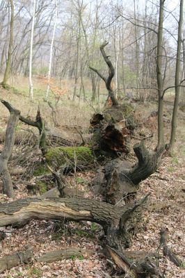 Jezeří, Jezeřské arboretum, 9.4.2008
Padlý dub.
Klíčová slova: Krušné hory Horní Jiřetín Jezeří Jezeřské arboretum