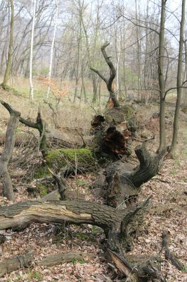 Jezeří, Jezeřské arboretum, 9.4.2008
Padlý dub.
Schlüsselwörter: Krušné hory Horní Jiřetín Jezeří Jezeřské arboretum