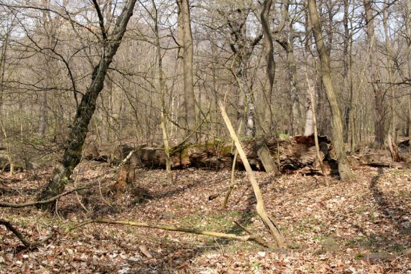 Jezeří, Jezeřské arboretum, 9.4.2008
Trouchnivějící kmen lípy.
Schlüsselwörter: Krušné hory Horní Jiřetín Jezeří Jezeřské arboretum