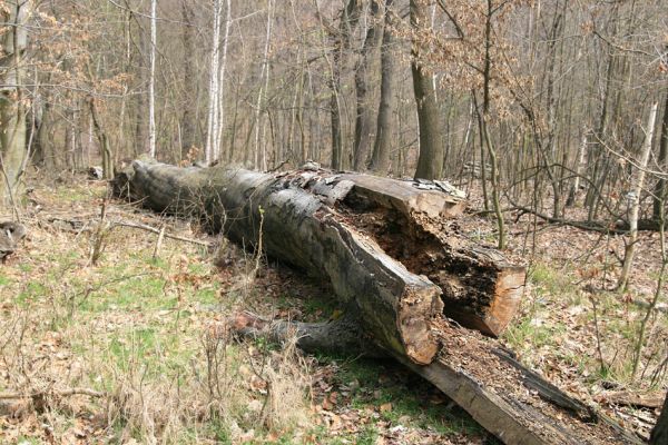 Jezeří, Jezeřské arboretum, 9.4.2008
Trouchnivějící buk osídlený kovaříky Stenagostus rhombeus a Ampedus rufipennis.
Klíčová slova: Krušné hory Horní Jiřetín Jezeří Jezeřské arboretum Stenagostus rhombeus Ampedus rufipennis