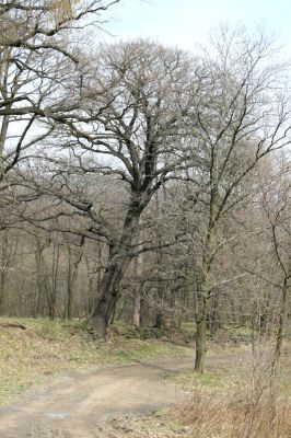 Jezeří, Jezeřské arboretum, 9.4.2008
Dubová alej na jižním okraji arboreta.
Klíčová slova: Krušné hory Horní Jiřetín Jezeří Jezeřské arboretum Cardiophorus nigerrimus