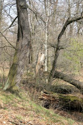 Jezeří, Jezeřské arboretum, 9.4.2008
Padlé kmeny u bývalého rybníčku.
Klíčová slova: Krušné hory Horní Jiřetín Jezeří Jezeřské arboretum Ampedus nigroflavus pomorum rufipennis