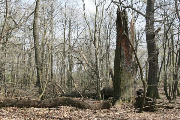 Jezeří, Jezeřské arboretum, 9.4.2008
Rozlomený dub osídlený kovaříky Ampedus cardinalis a Ampedus brunnicornis.
Klíčová slova: Krušné hory Horní Jiřetín Jezeří Jezeřské arboretum Ampedus cardinalis brunnicornis