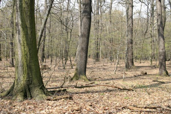 Jezeří, Jezeřské arboretum, 9.4.2008
Les ve střední části arboreta.
Klíčová slova: Krušné hory Horní Jiřetín Jezeří Jezeřské arboretum Aulonothroscus brevicollis