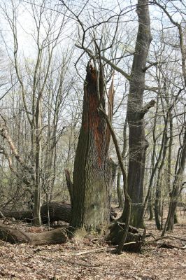 Jezeří, Jezeřské arboretum, 9.4.2008
Rozlomený dub osídlený kovaříky Ampedus cardinalis a Ampedus brunnicornis.
Klíčová slova: Krušné hory Horní Jiřetín Jezeří Jezeřské arboretum Ampedus cardinalis brunnicornis