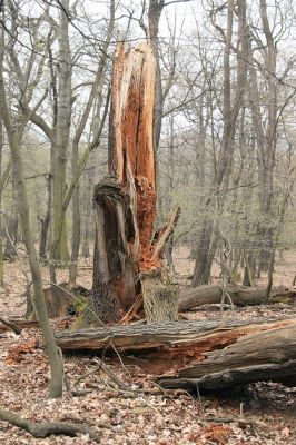 Jezeří, Jezeřské arboretum, 9.4.2008
Rozlomený dub osídlený koveříky Ampedus cardinalis a Ampedus brunnicornis.
Klíčová slova: Krušné hory Horní Jiřetín Jezeří Jezeřské arboretum Ampedus cardinalis brunnicornis