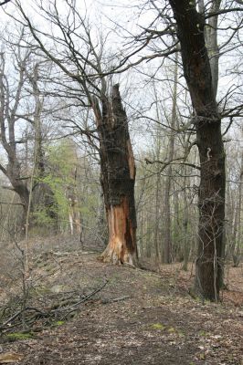 Jezeří, Jezeřské arboretum, 9.4.2008
Duby na hrázi rybníčku.
Klíčová slova: Krušné hory Horní Jiřetín Jezeří Jezeřské arboretum Ampedus rufipennis