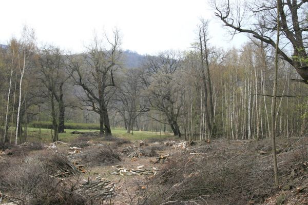 Jezeří, Jezeřské arboretum, 9.4.2008
Pohled na severní část rybníčku, zbavenou březového náletu.
Klíčová slova: Krušné hory Horní Jiřetín Jezeří Jezeřské arboretum