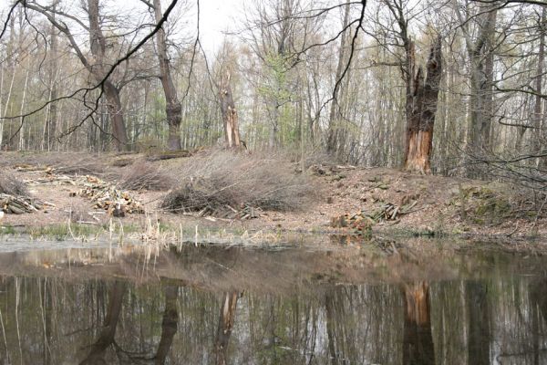 Jezeří, Jezeřské arboretum, 9.4.2008
Duby na hrázi rybníčku.
Klíčová slova: Krušné hory Horní Jiřetín Jezeří Jezeřské arboretum Ampedus rufipennis