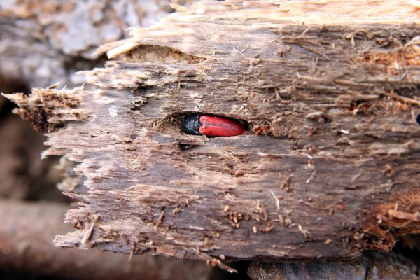 Jezeří, Jezeřské arboretum, 9.4.2008
Kovařík Ampedus rufipennis v kukelní kolébce.
Klíčová slova: Krušné hory Horní Jiřetín Jezeří Jezeřské arboretum Ampedus rufipennis