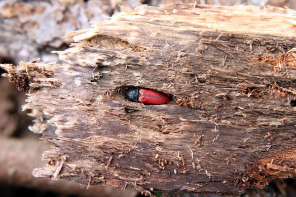 Jezeří, Jezeřské arboretum, 9.4.2008
Kovařík Ampedus rufipennis v kukelní kolébce.
Klíčová slova: Krušné hory Horní Jiřetín Jezeří Jezeřské arboretum Ampedus rufipennis