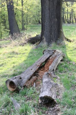 Horní Jiřetín, 24.4.2015
Jezeří, Jezeřské arboretum.
Klíčová slova: Horní Jiřetín Jezeří Jezeřské arboretum