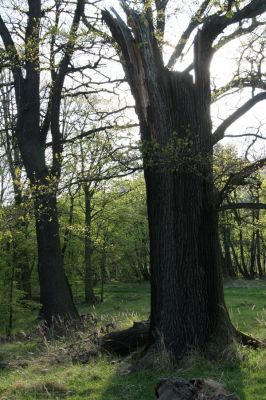 Horní Jiřetín, 24.4.2015
Jezeří, Jezeřské arboretum.
Klíčová slova: Horní Jiřetín Jezeří Jezeřské arboretum