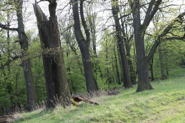 Horní Jiřetín, 24.4.2015
Jezeří, Jezeřské arboretum.
Klíčová slova: Horní Jiřetín Jezeří Jezeřské arboretum