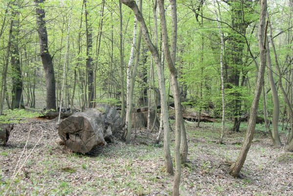 Horní Jiřetín, 24.4.2015
Jezeří, Jezeřské arboretum.
Keywords: Horní Jiřetín Jezeří Jezeřské arboretum