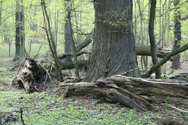 Horní Jiřetín, 24.4.2015
Jezeří, Jezeřské arboretum.
Klíčová slova: Horní Jiřetín Jezeří Jezeřské arboretum