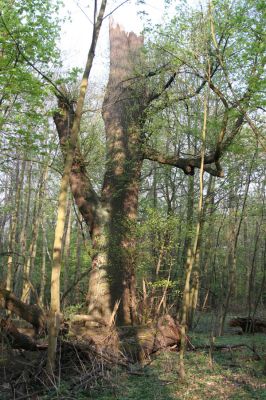 Horní Jiřetín, 24.4.2015
Jezeří, Jezeřské arboretum.
Klíčová slova: Horní Jiřetín Jezeří Jezeřské arboretum