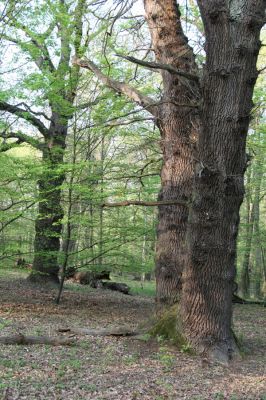 Horní Jiřetín, 24.4.2015
Jezeří, Jezeřské arboretum.
Klíčová slova: Horní Jiřetín Jezeří Jezeřské arboretum