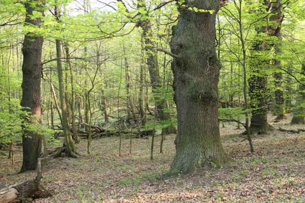 Horní Jiřetín, 24.4.2015
Jezeří, Jezeřské arboretum.
Klíčová slova: Horní Jiřetín Jezeří Jezeřské arboretum