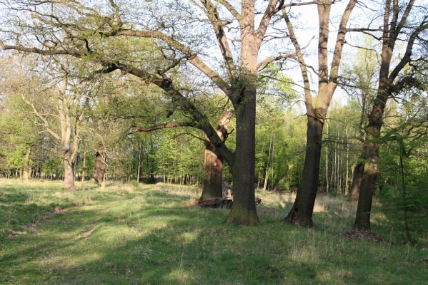 Horní Jiřetín, 24.4.2015
Jezeří, Jezeřské arboretum.
Keywords: Horní Jiřetín Jezeří Jezeřské arboretum
