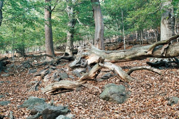 Horní Jiřetín, Jezeří, Jezerka, 12.10.2006
Suťový les na západním svahu.
Klíčová slova: Krušné hory Horní Jiřetín Jezeří Jezerka