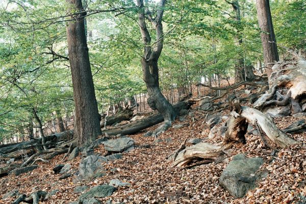 Horní Jiřetín, Jezeří, Jezerka, 12.10.2006
Suťový les na západním svahu.
Klíčová slova: krušné hory Horní Jiřetín Jezeří Jezerka