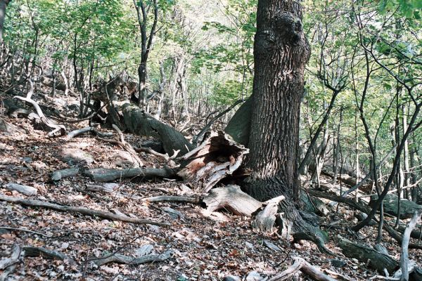 Jezerka, 12.10.2006
Les na jihovýchodním svahu Jezerky.
Klíčová slova: Krušné hory Horní Jiřetín Jezeří Jezerka Ampedus praeustus Gnorimus variabilis