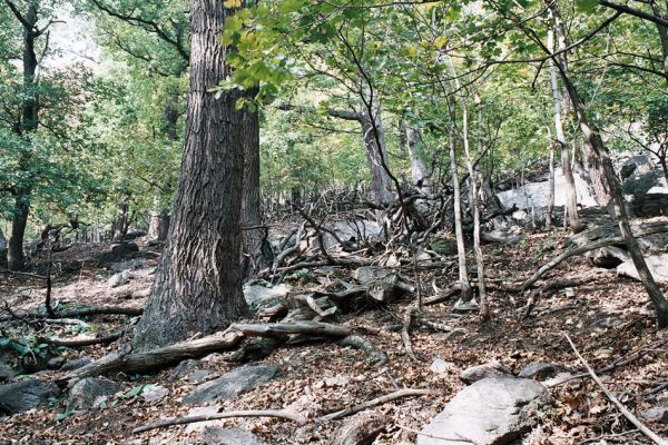 Jezerka, 12.10.2006
Les na jižním svahu Jezerky.
Klíčová slova: Krušné hory Horní Jiřetín Jezeří Jezerka Ampedus brunnicornis cardinalis Megapenthes lugens