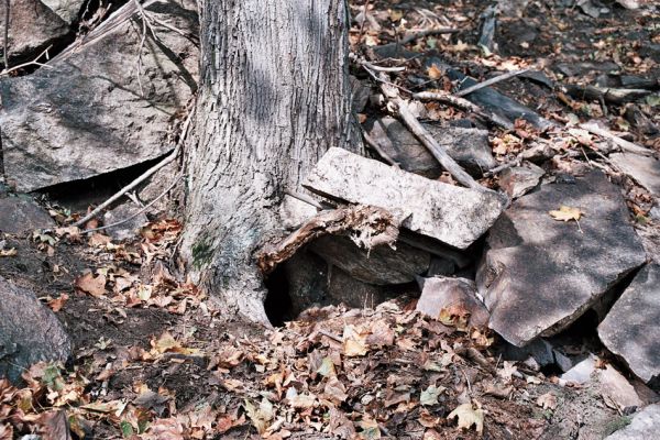 Jezerka, 12.10.2006
Dutý javor v suťovém lese na jižním svahu Jezerky, osídlený kovaříky Limoniscus violaceus, Ischnodes sangunicollis a Elater ferrugineus.
Mots-clés: Krušné hory Horní Jiřetín Jezeří Jezerka Limoniscus violaceus Ischnodes sanguinicollis Elater ferrugineus