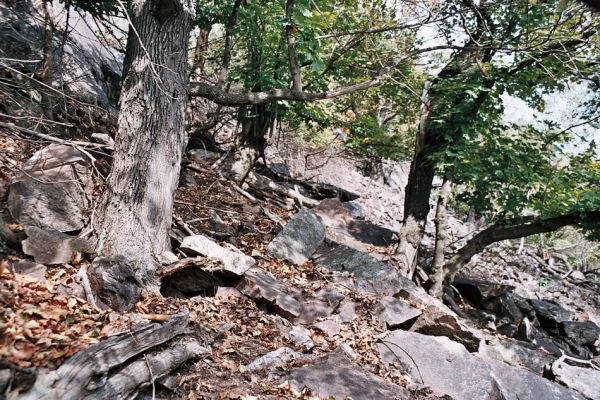 Jezerka, 12.10.2006
Dutý javor v suťovém lese na jižním svahu Jezerky.
Klíčová slova: Krušné hory Horní Jiřetín Jezeří Jezerka Limoniscus violaceus Ischnodes sanguinicollis Elater ferrugineus