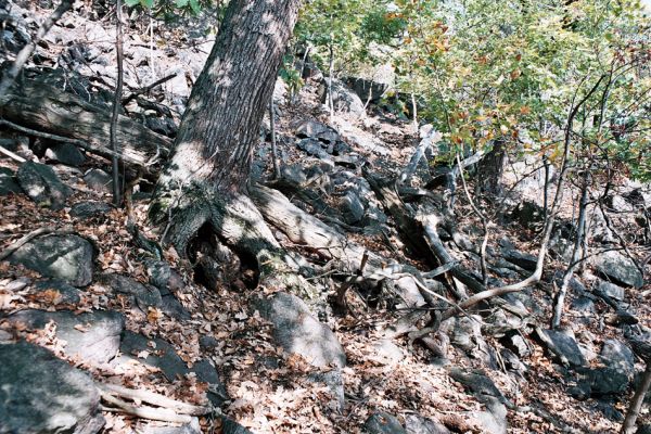 Jezerka, 12.10.2006
Dutý dub v suťovém lese na jižním svahu Jezerky.
Klíčová slova: Krušné hory Horní Jiřetín Jezeří Jezerka Limoniscus violaceus Ischnodes sanguinicollis
