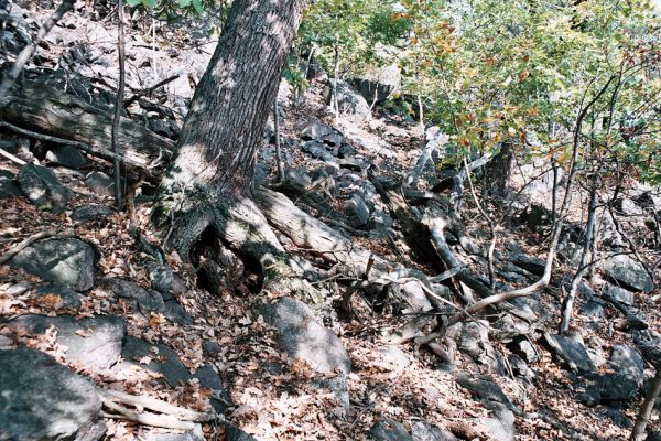 Jezerka, 12.10.2006
Dutý dub v suťovém lese na jižním svahu Jezerky.
Schlüsselwörter: Krušné hory Horní Jiřetín Jezeří Jezerka Limoniscus violaceus Ischnodes sanguinicollis